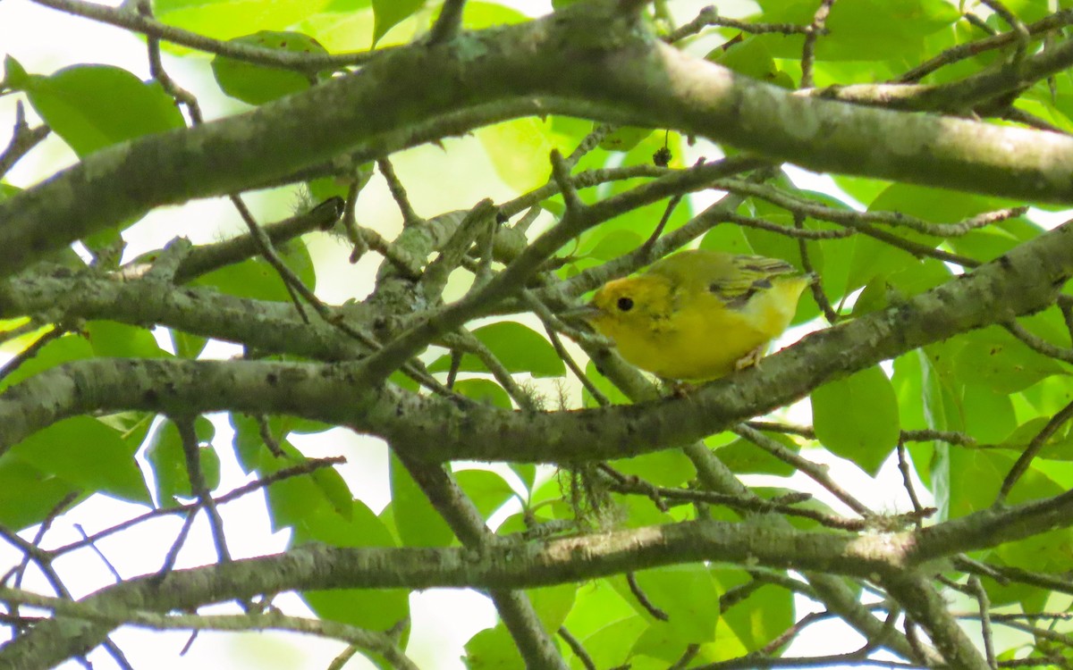 Yellow Warbler - ML639441237