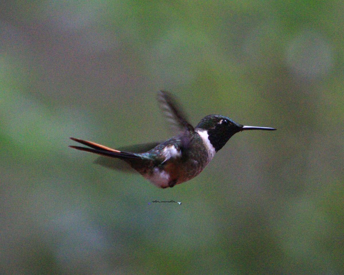 Magenta-throated Woodstar - ML639441255