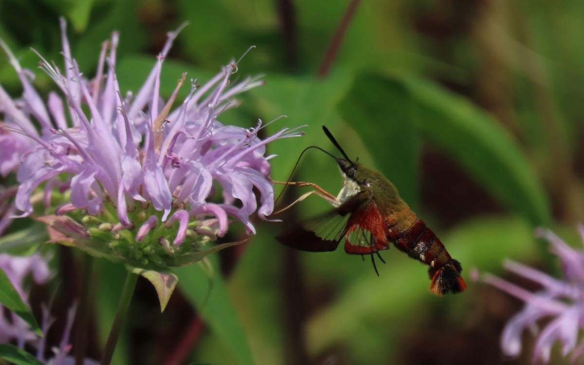 Hummingbird Clearwing - ML639441257