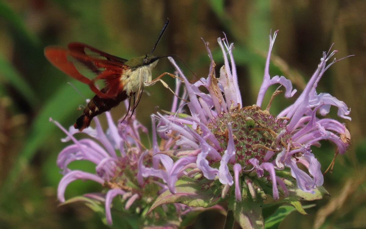 Hummingbird Clearwing - ML639441258