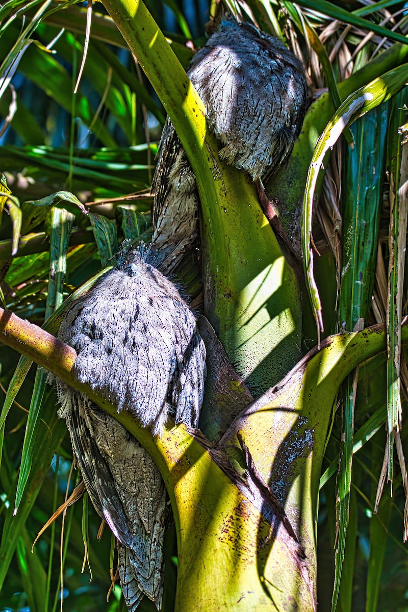Tawny Frogmouth - ML639441297