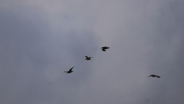 Wilson's Snipe - ML639441309