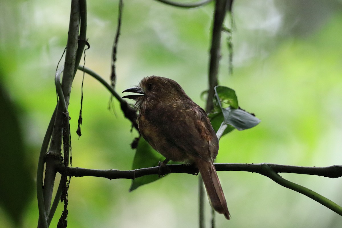 White-whiskered Puffbird - ML639441383