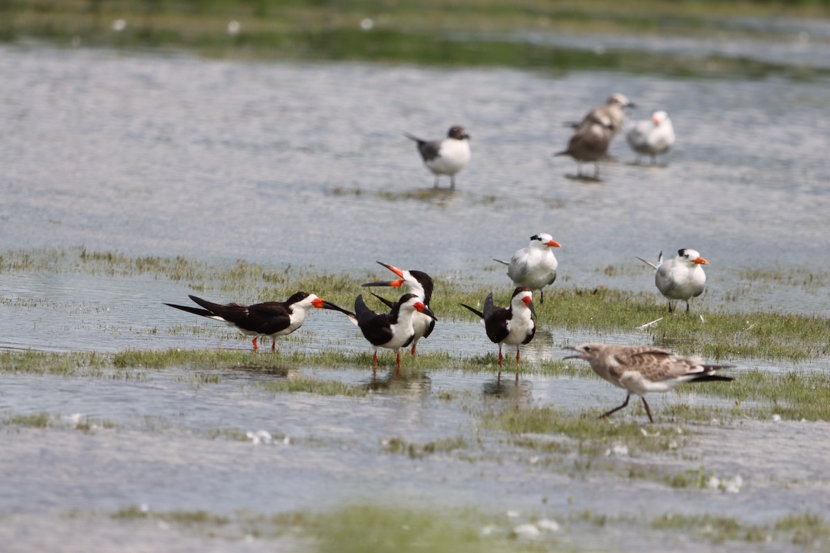 Black Skimmer - ML639441392