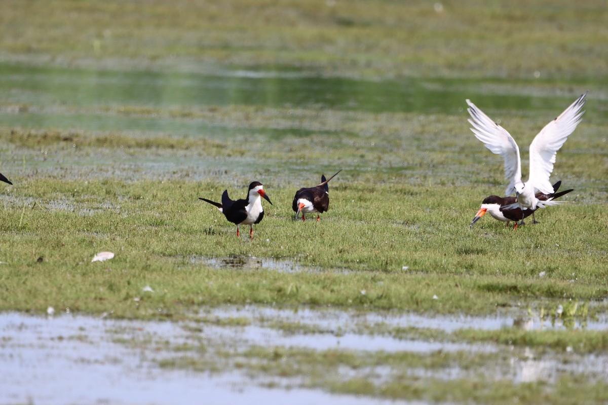 Black Skimmer - ML639441393