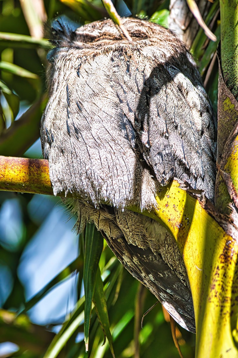 Tawny Frogmouth - ML639441411