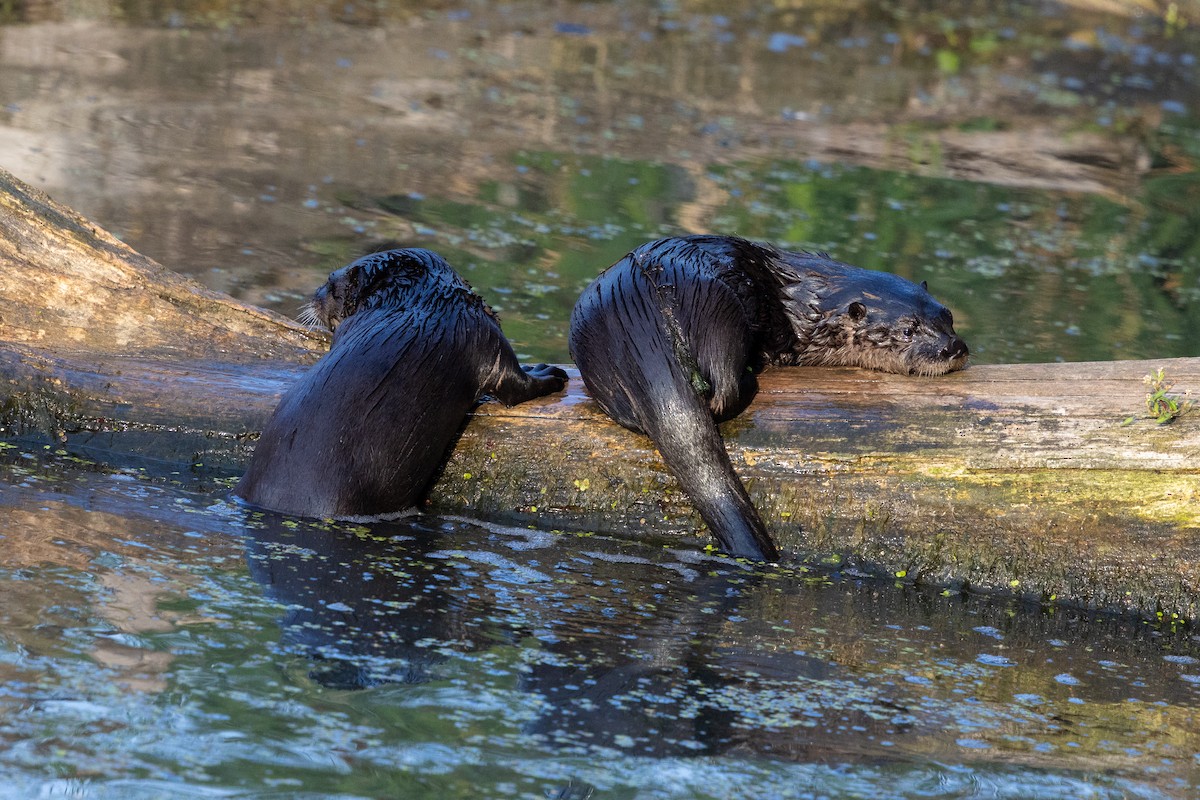 North American River Otter - ML639441414
