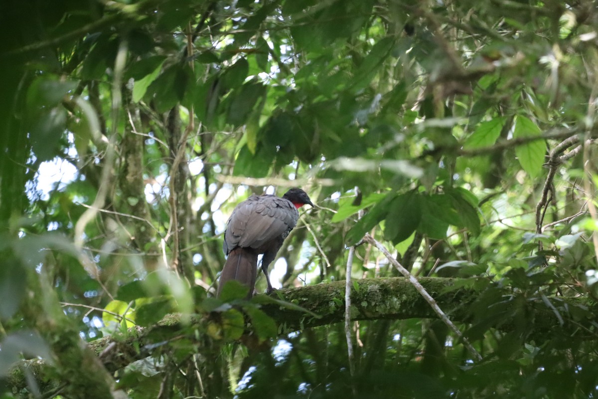 Crested Guan - ML639441416