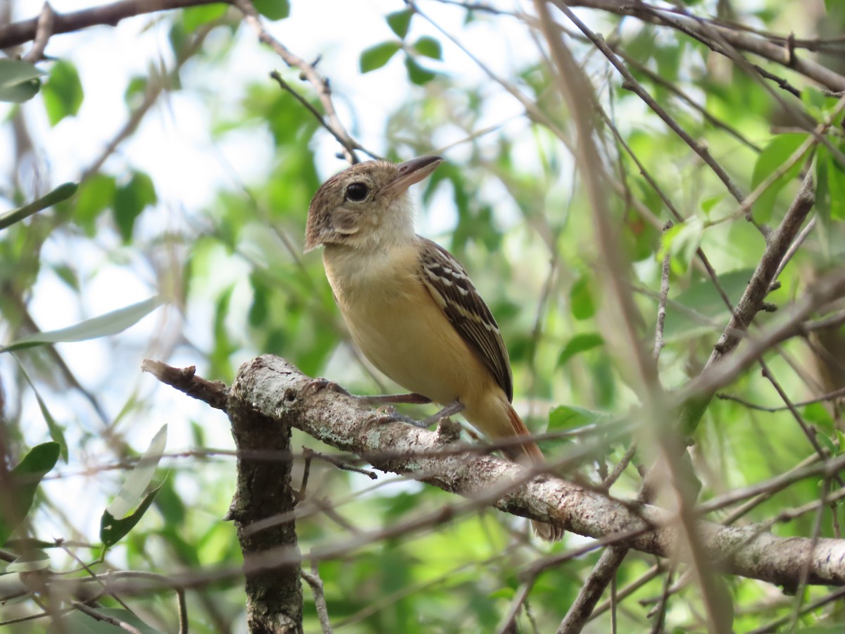 Black-backed Antshrike - ML639441422