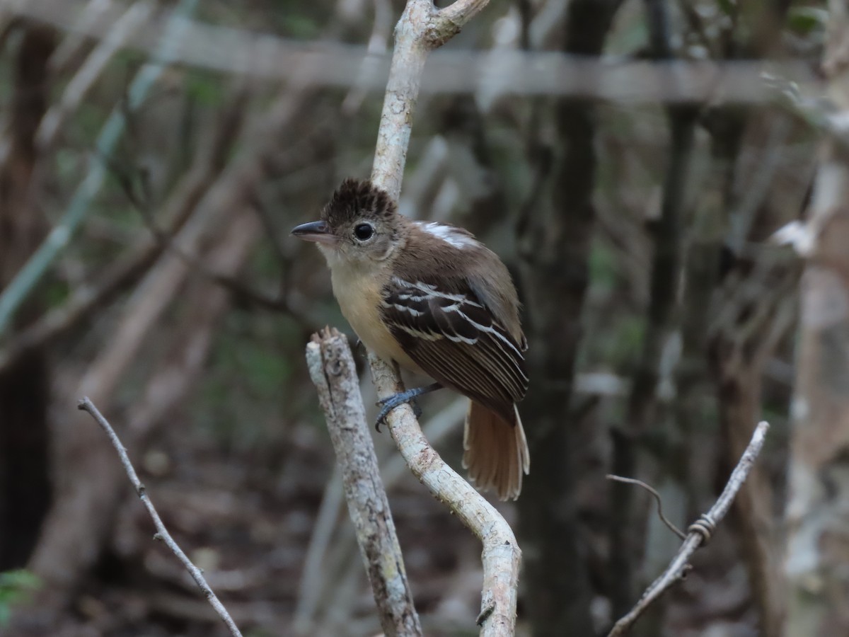 Black-backed Antshrike - ML639441426