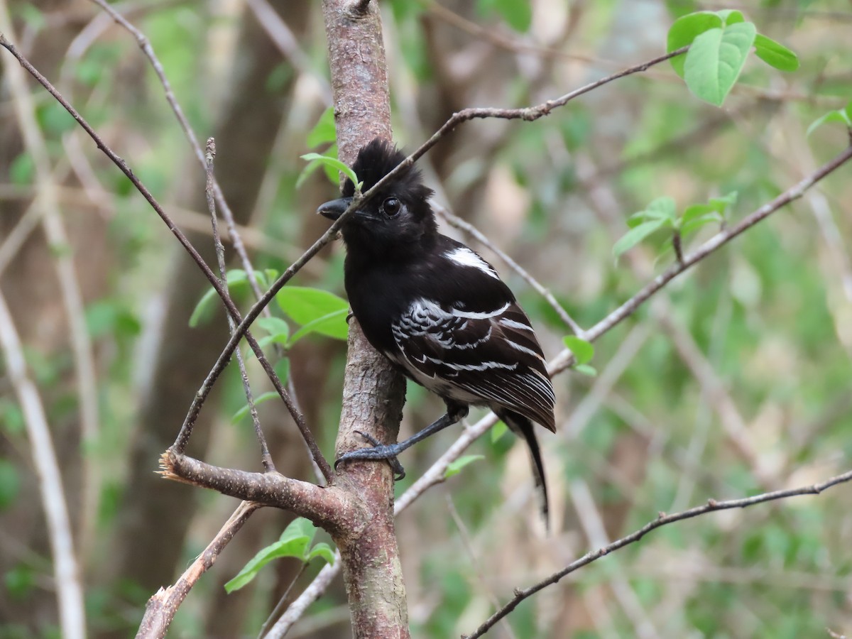 Black-backed Antshrike - ML639441428