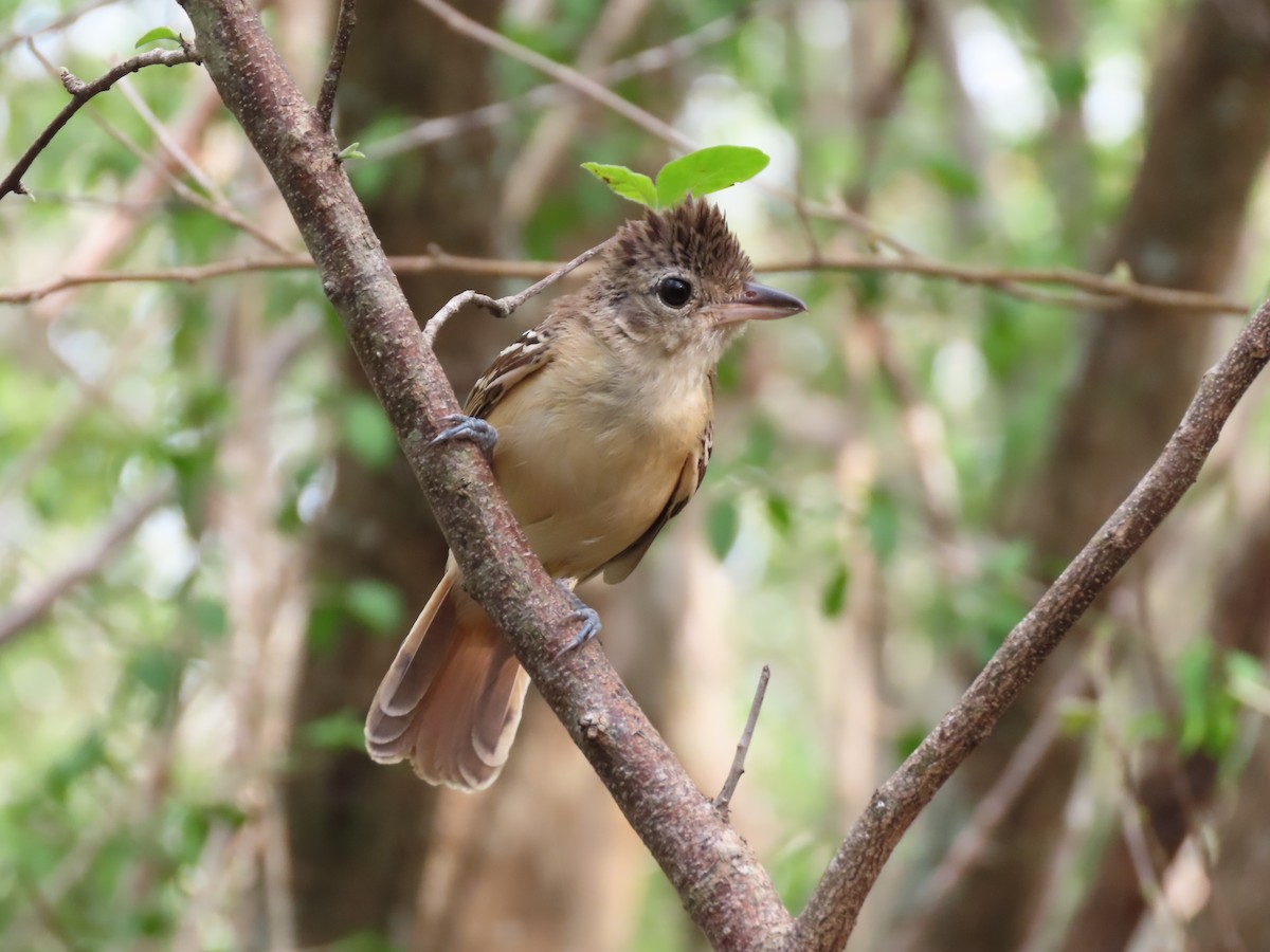 Black-backed Antshrike - ML639441429