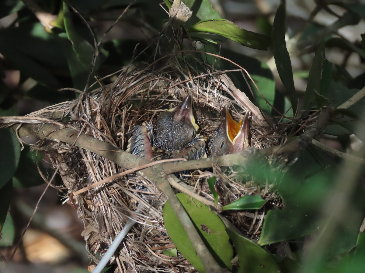 Black-backed Antshrike - ML639441430