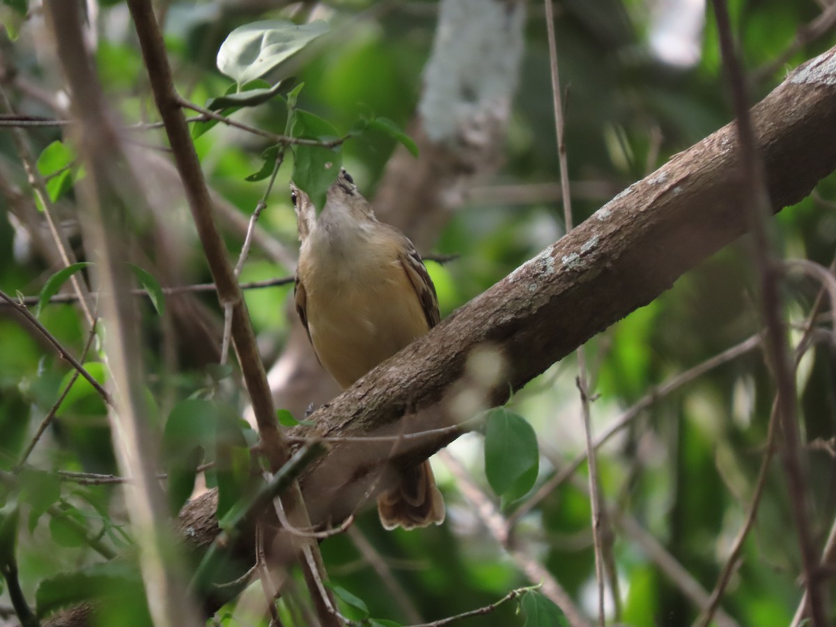 Black-backed Antshrike - ML639441432