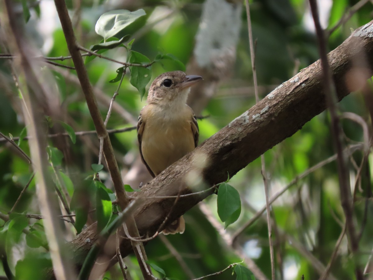 Black-backed Antshrike - ML639441433