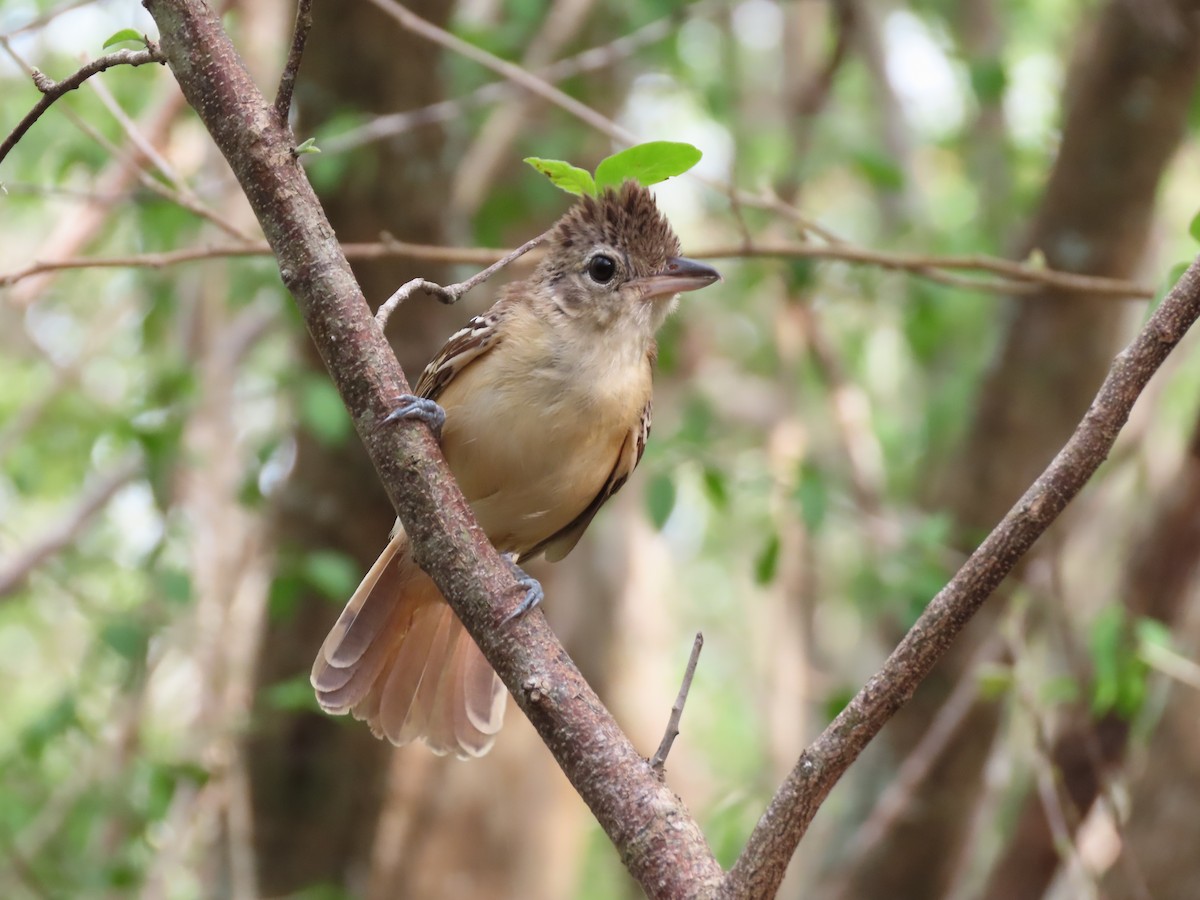 Black-backed Antshrike - ML639441434