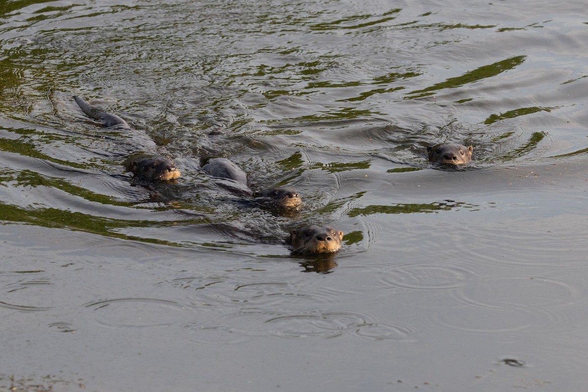 North American River Otter - ML639441443