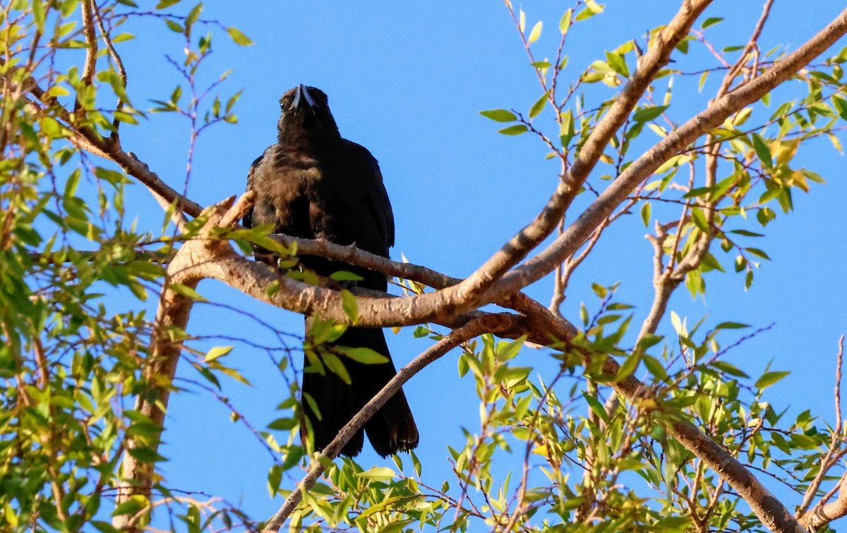 American Crow - ML639441555