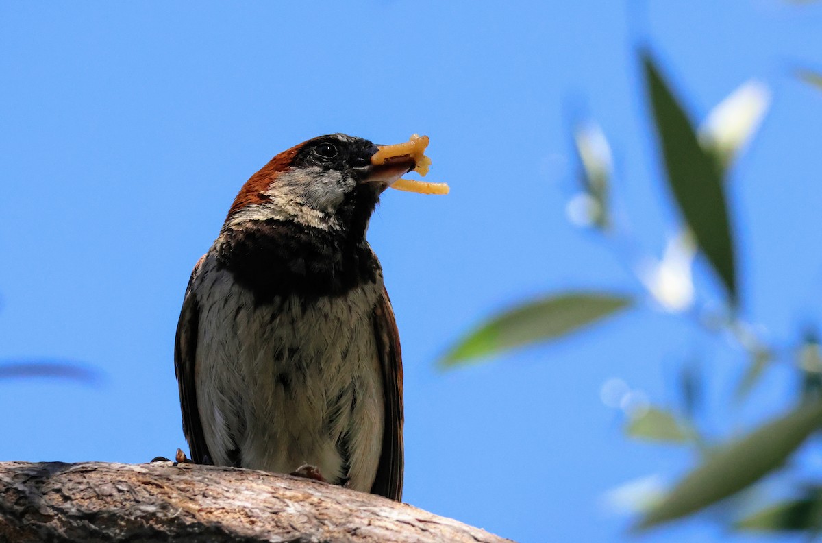 House Sparrow - ML639441557