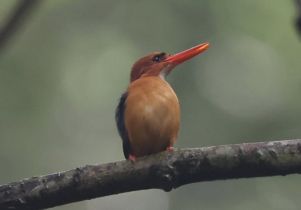 African Dwarf Kingfisher - ML639441622