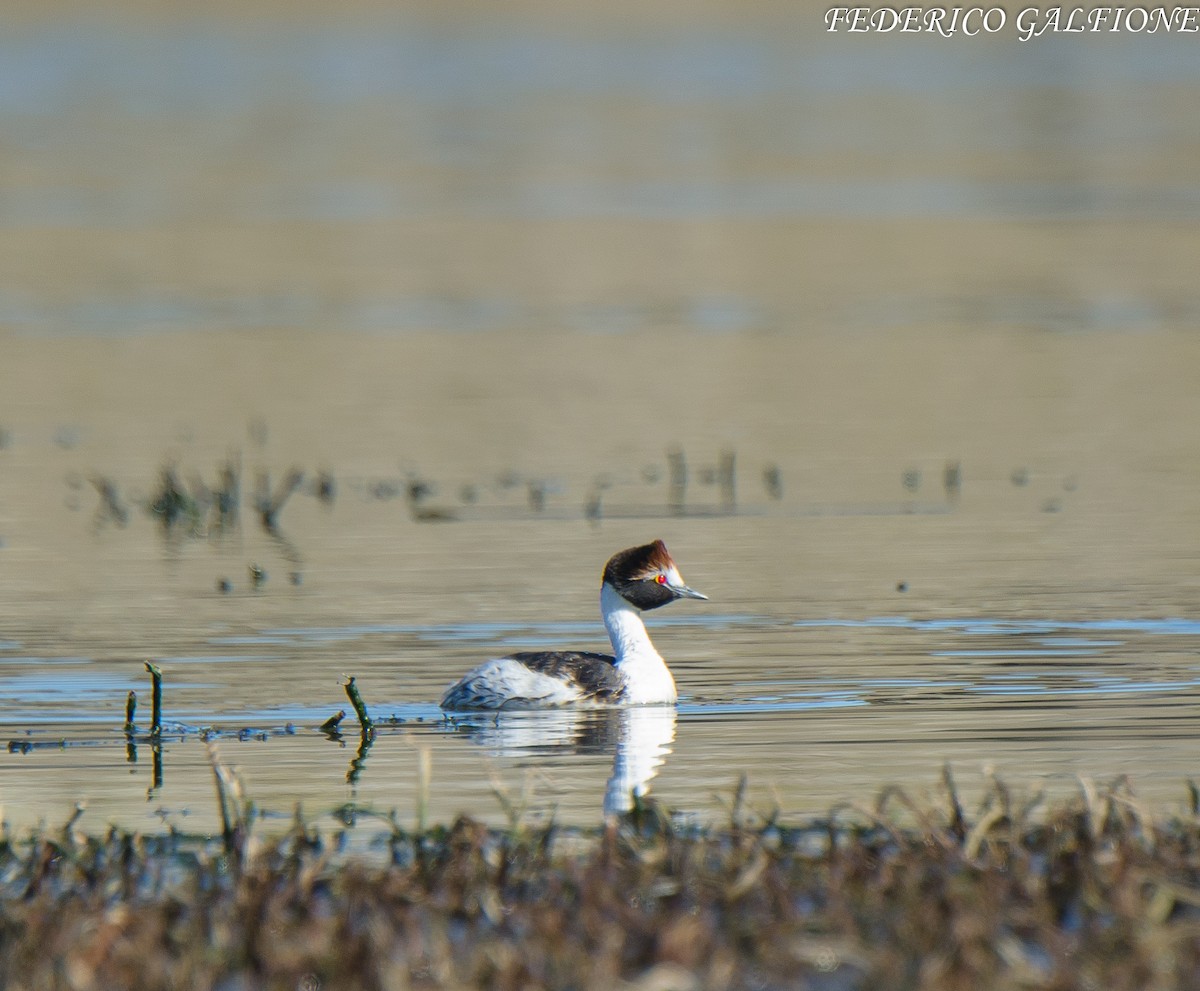 Hooded Grebe - ML639441647