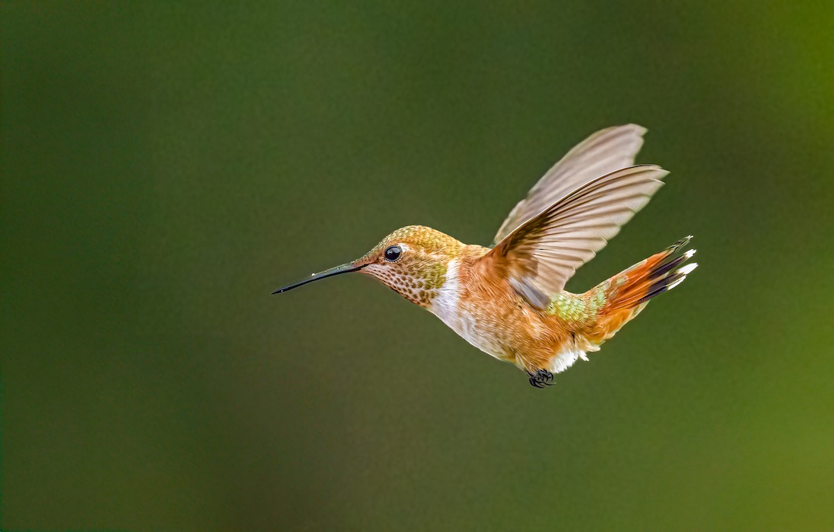 ML639441753 - Rufous Hummingbird - Macaulay Library