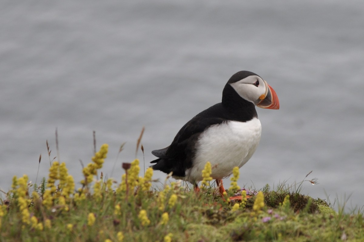 Atlantic Puffin - ML639442117