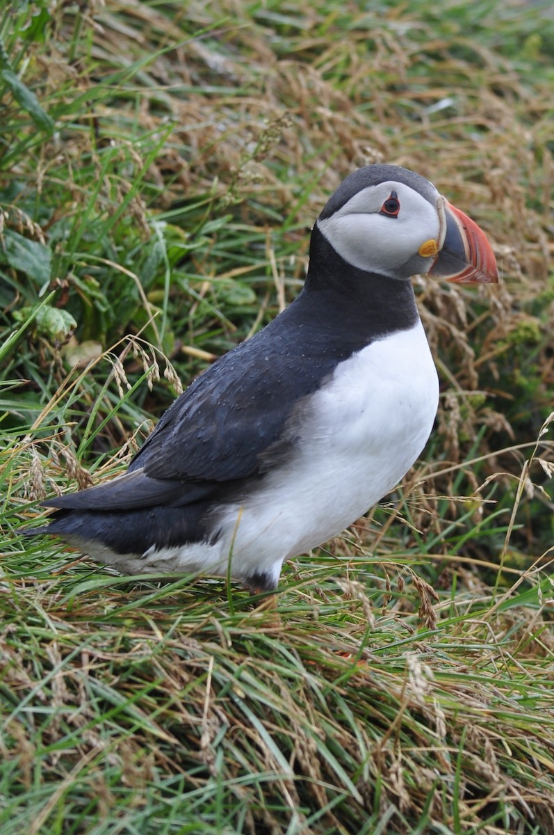 Atlantic Puffin - ML639442118