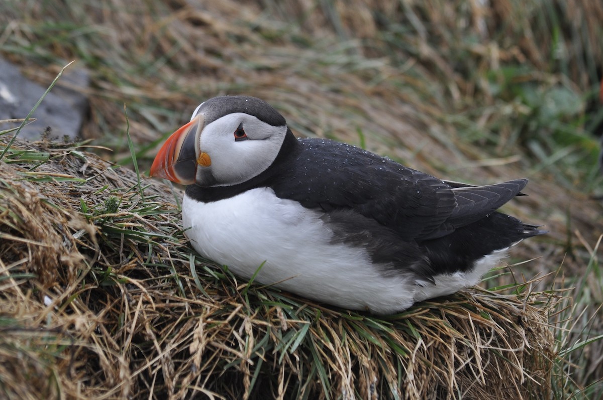 Atlantic Puffin - ML639442119