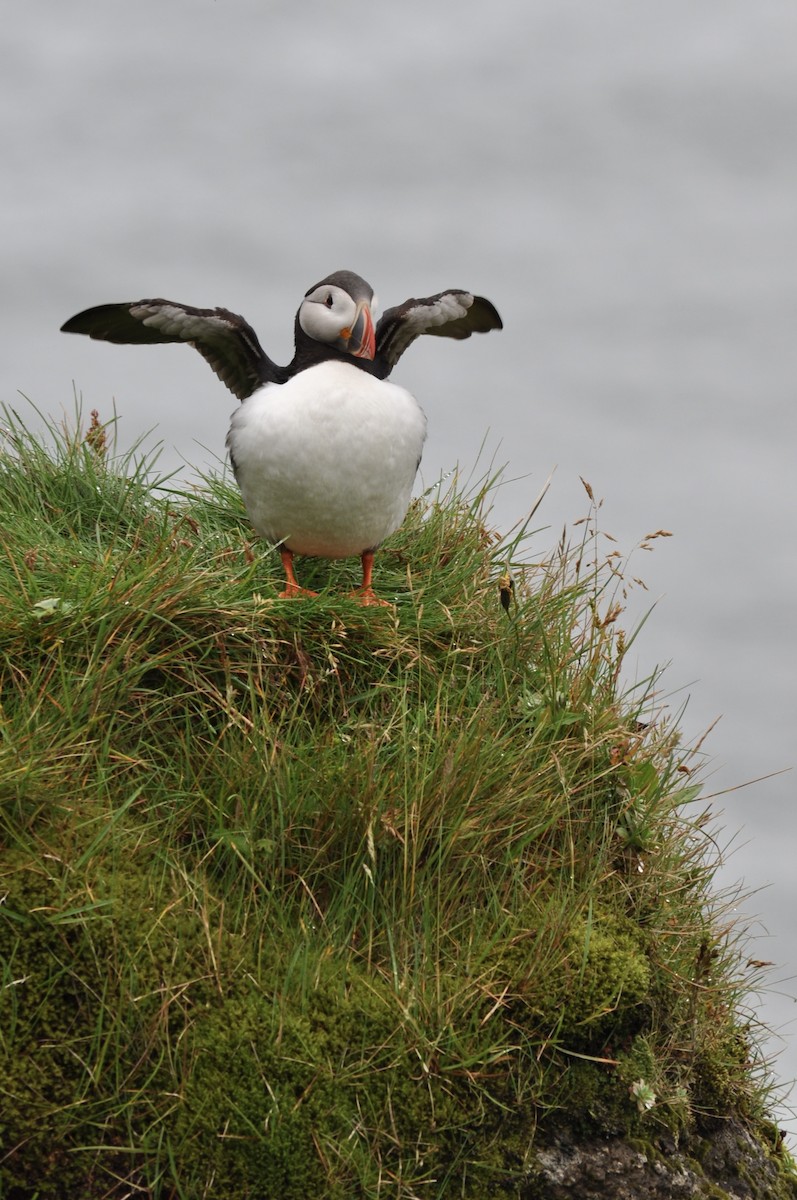 Atlantic Puffin - ML639442120