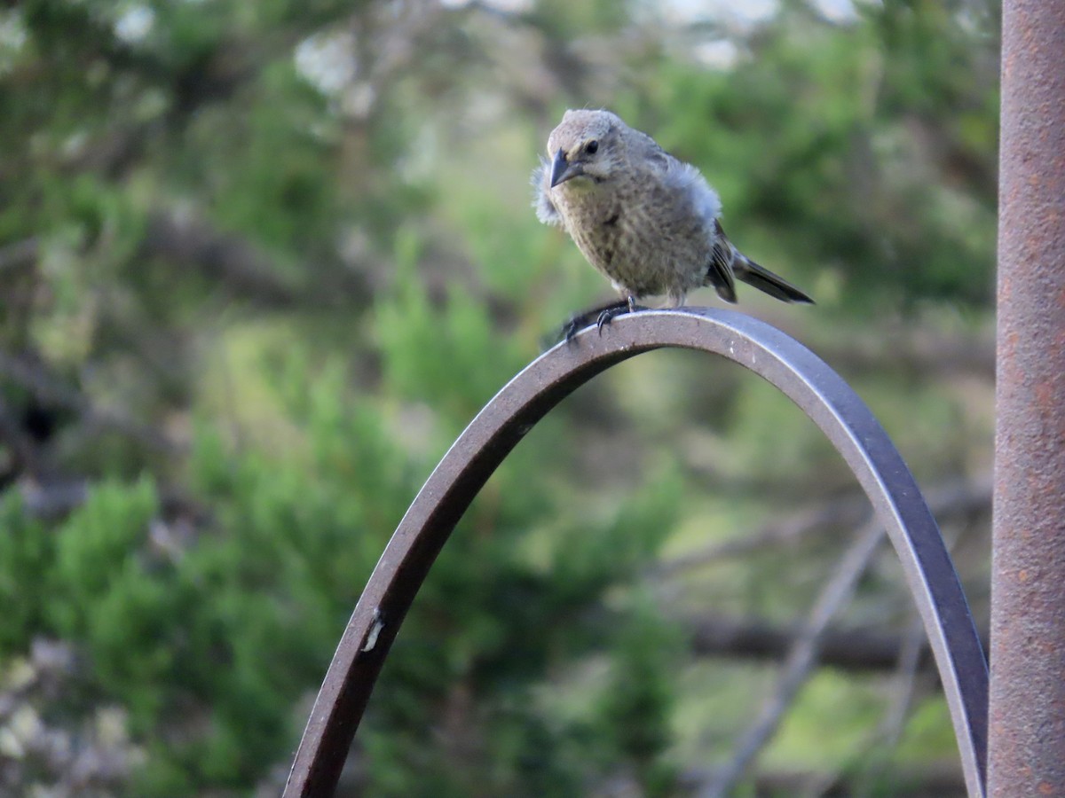 Brown-headed Cowbird - ML639442123