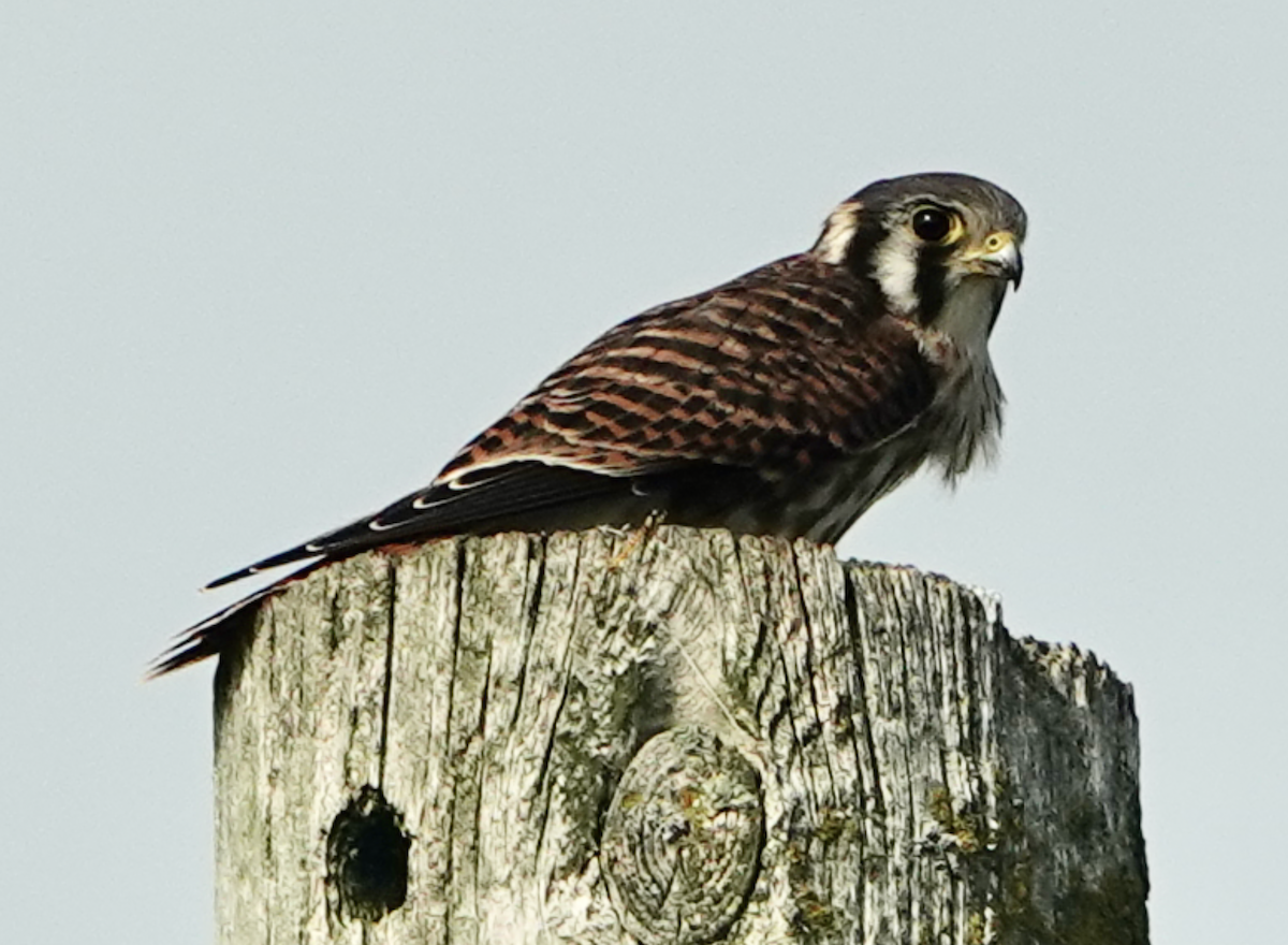 Buntfalke - ML639442152