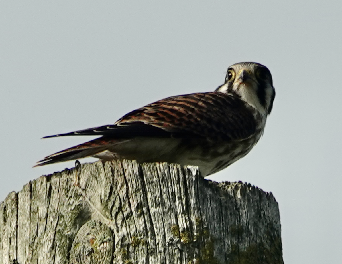 Buntfalke - ML639442154