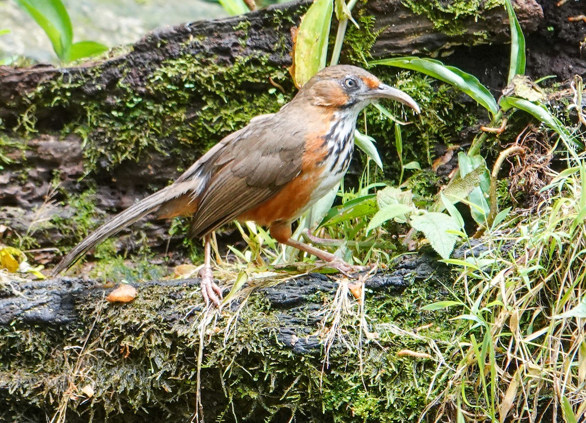 Black-streaked Scimitar-Babbler - ML639442196