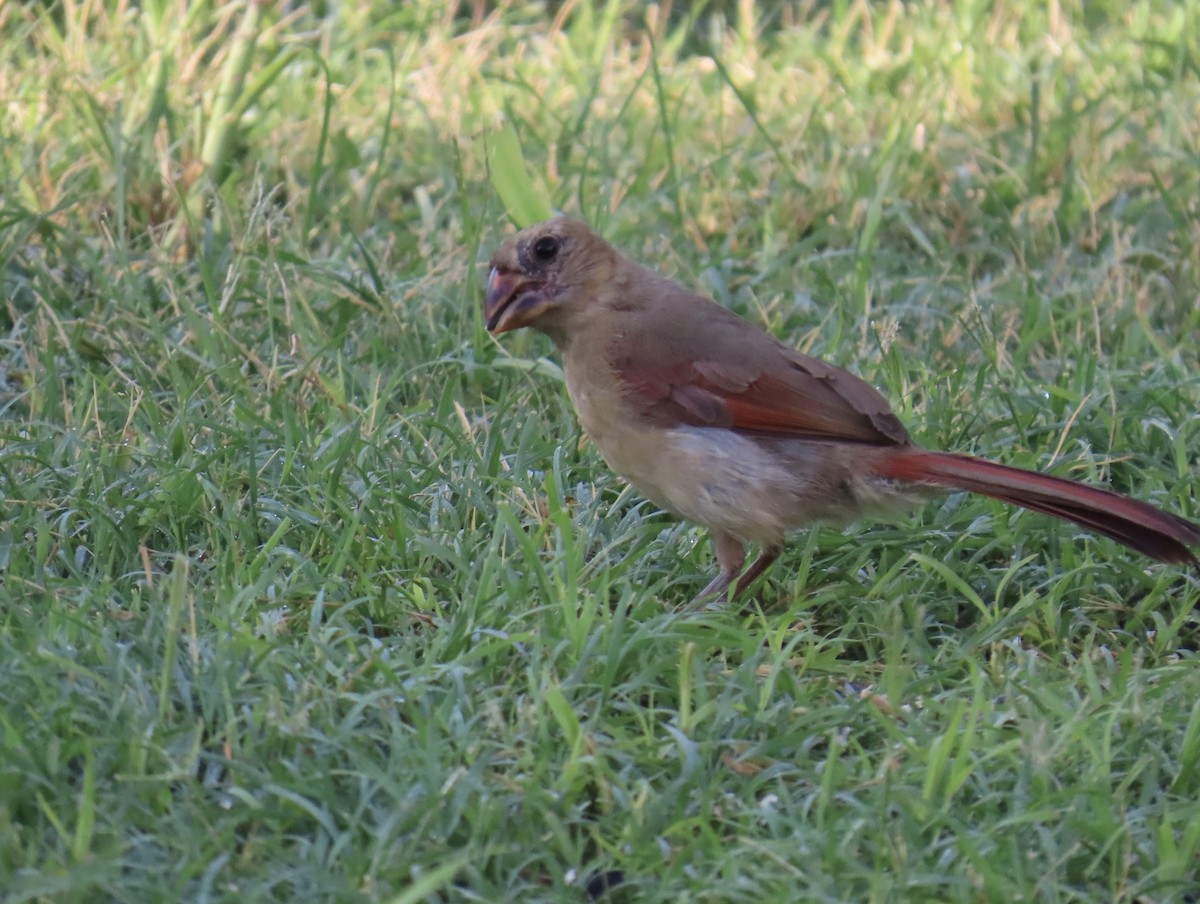 Northern Cardinal - ML639442249