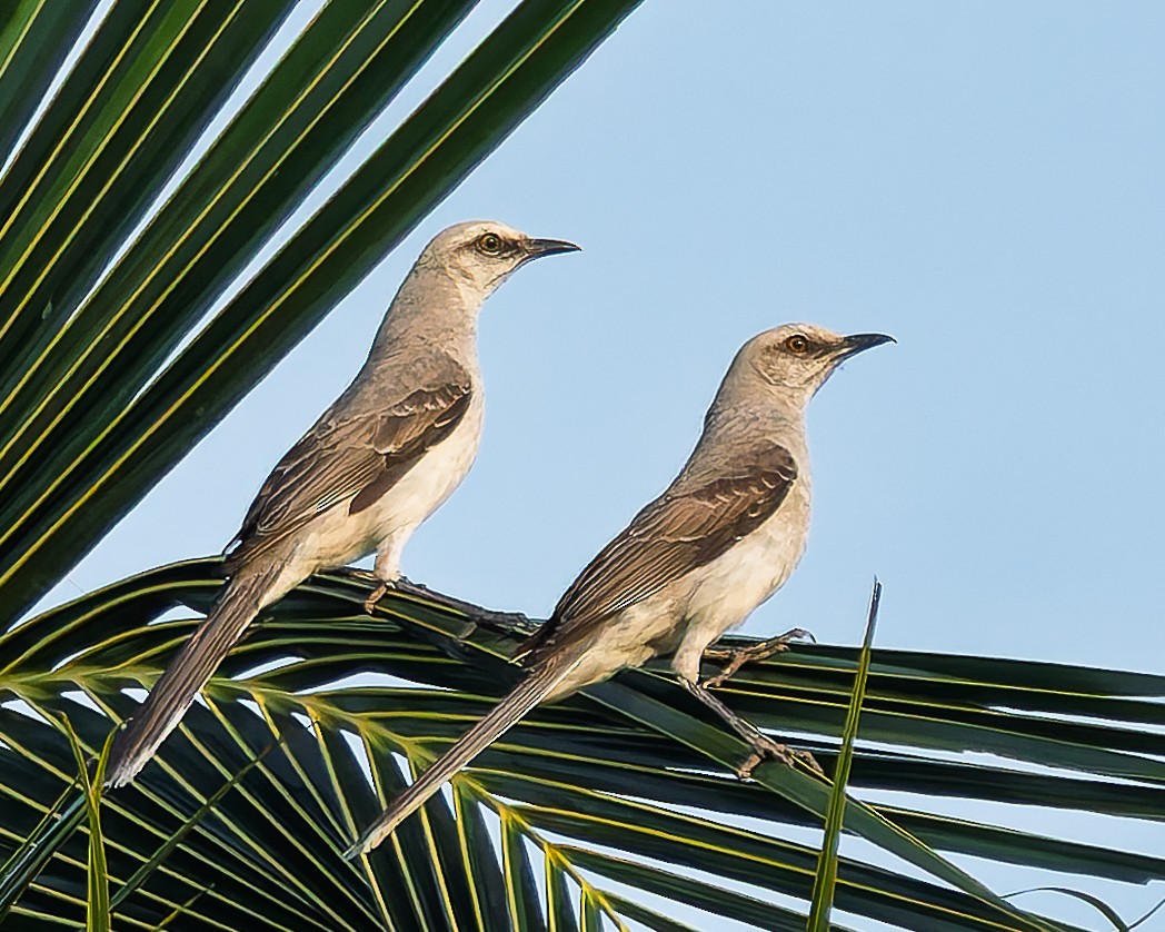 Tropical Mockingbird - ML639442284