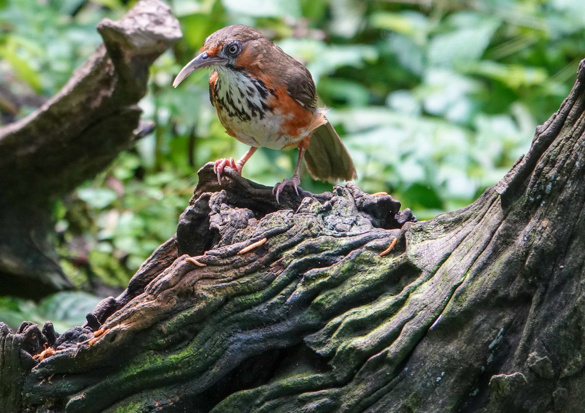 Black-streaked Scimitar-Babbler - ML639442295