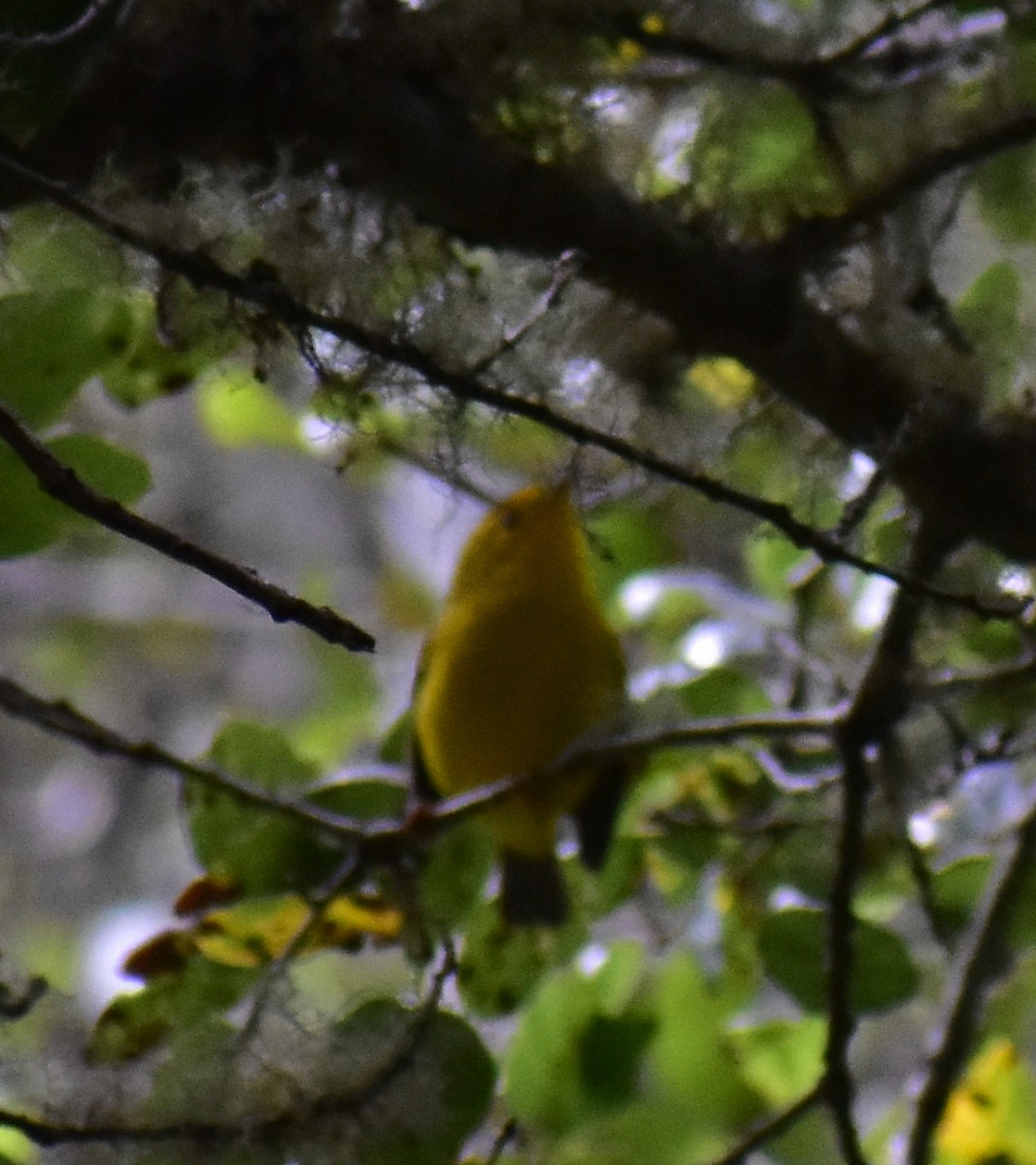 Wilson's Warbler - ML639442312