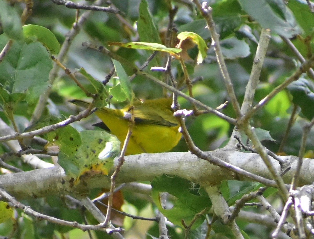 Wilson's Warbler - ML639442315