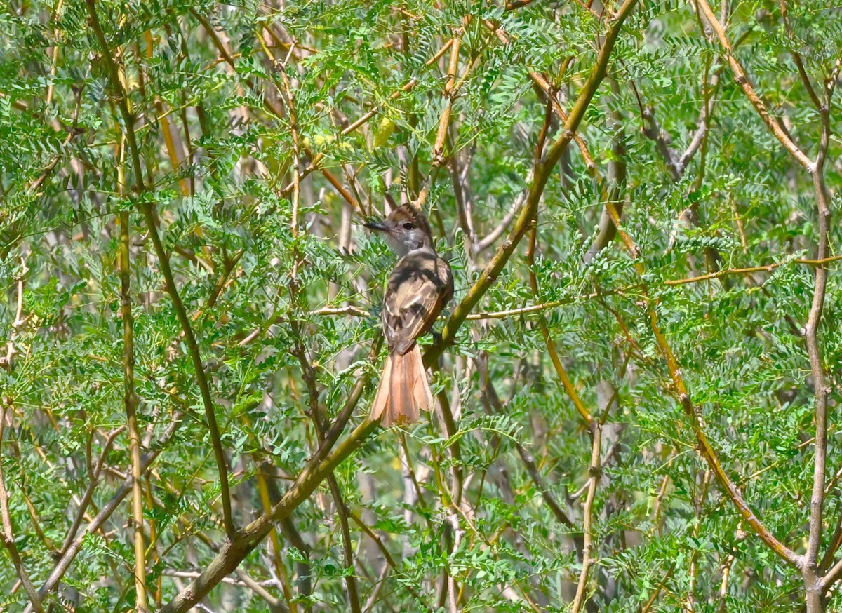 Brown-crested Flycatcher - ML639442352