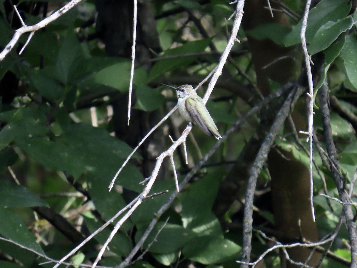 Ruby-throated Hummingbird - ML639442412