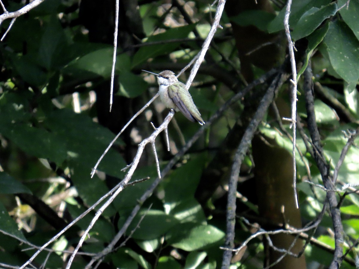 Ruby-throated Hummingbird - ML639442431