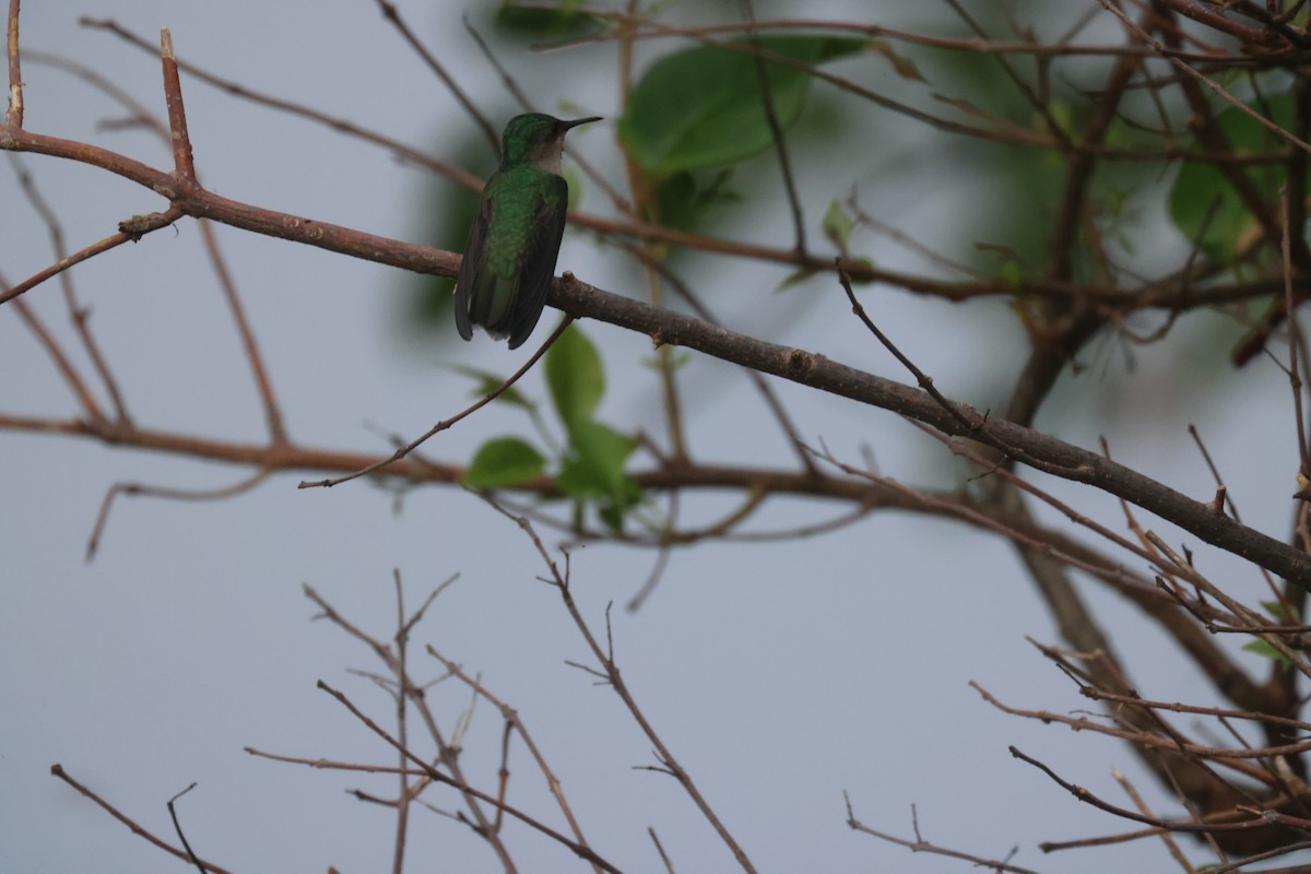 Antillean Crested Hummingbird (Grenadines and Grenada) - ML639442443