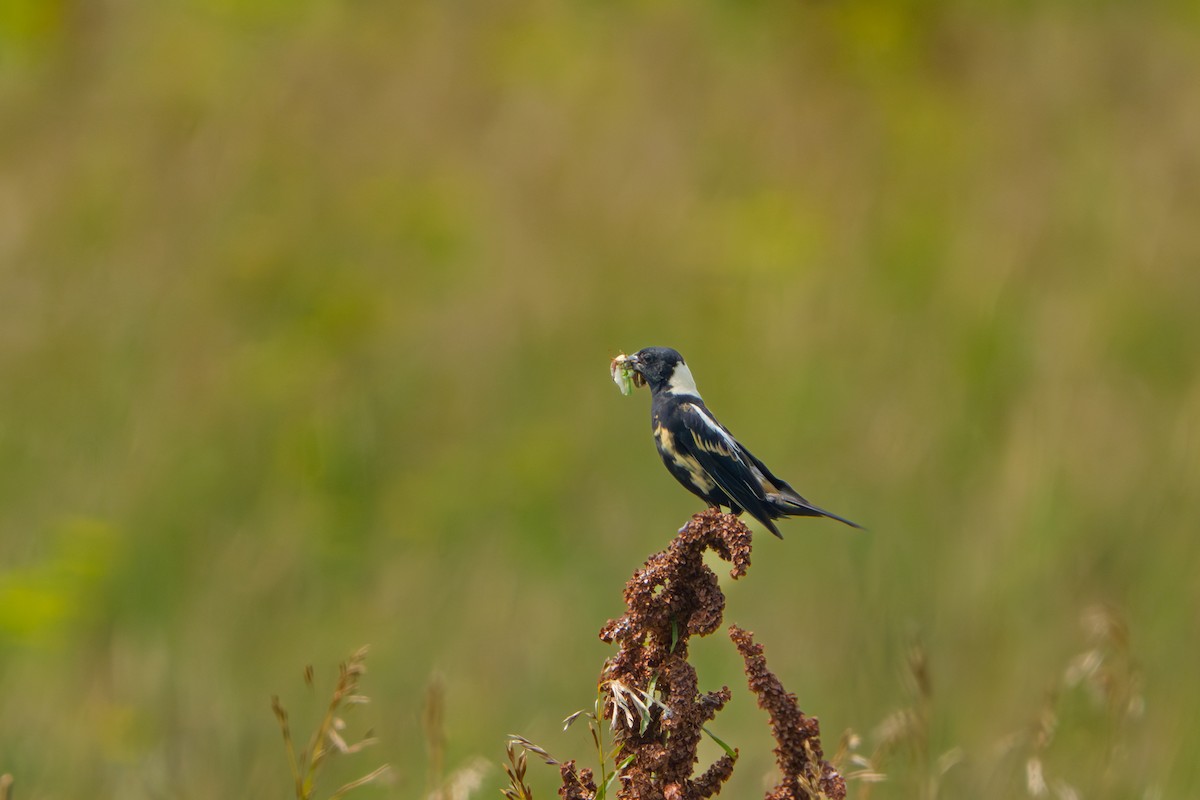 Bobolink - ML639442446