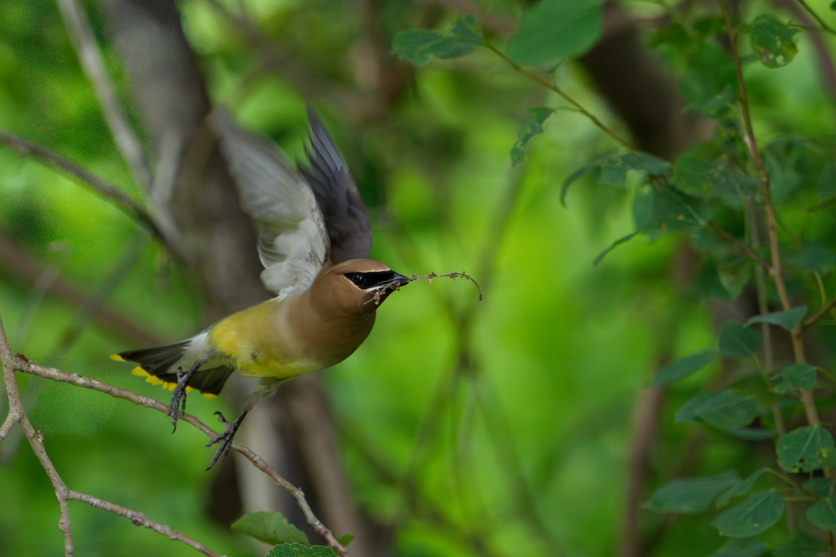 Cedar Waxwing - ML639442453