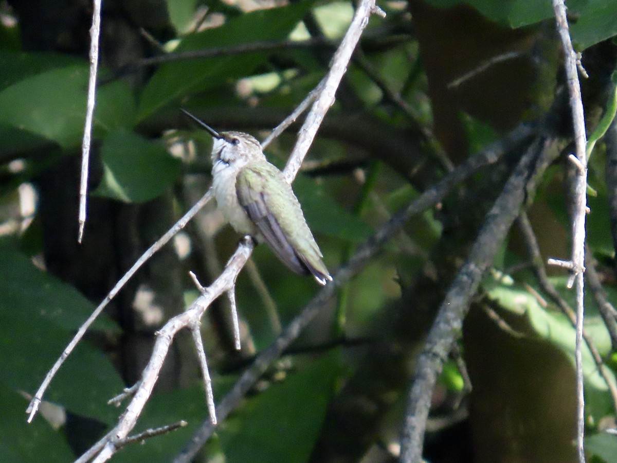 Ruby-throated Hummingbird - ML639442461