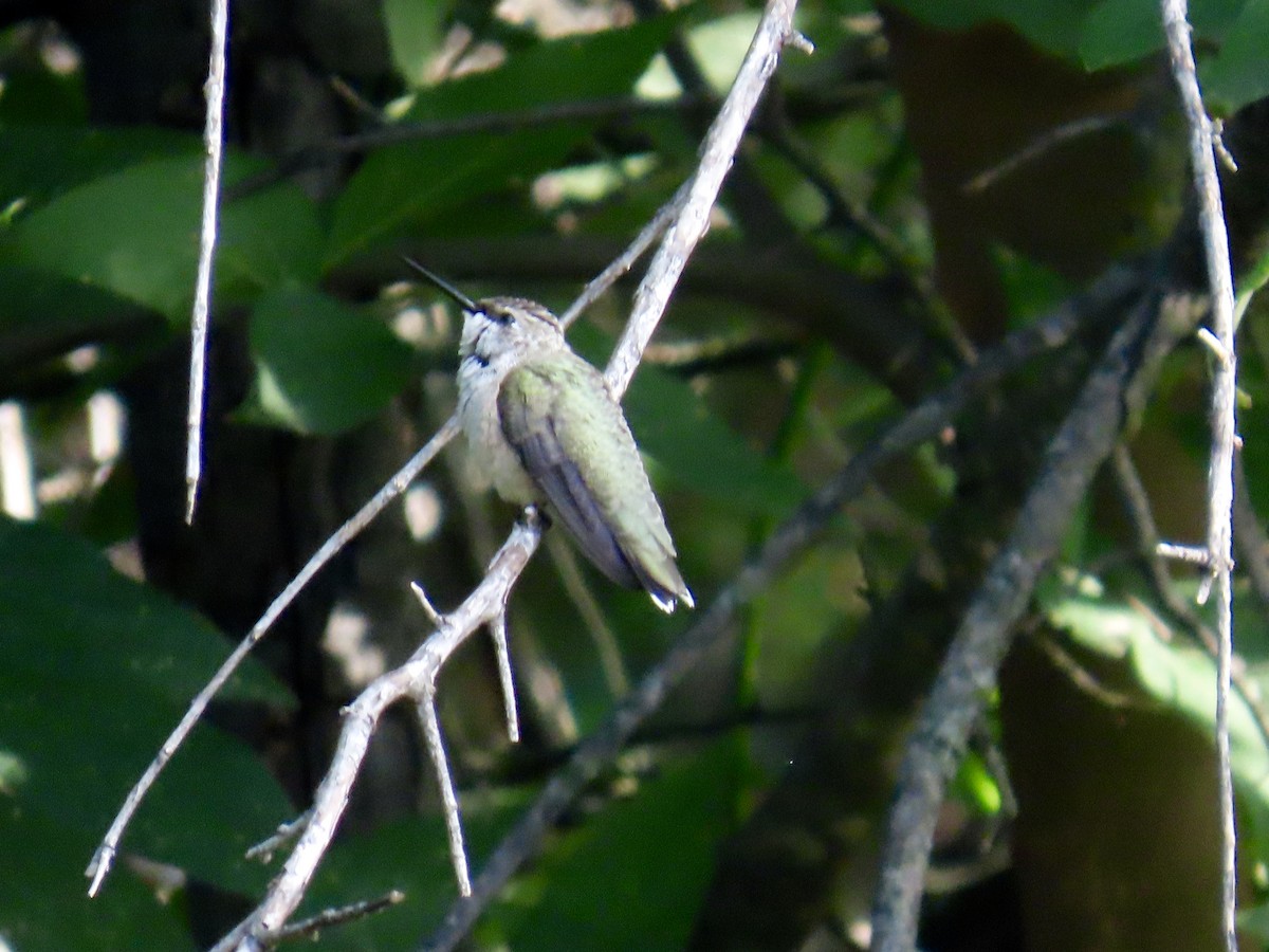 Ruby-throated Hummingbird - ML639442475