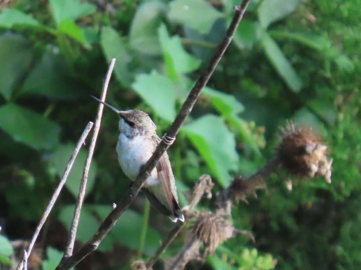 Ruby-throated Hummingbird - ML639442484