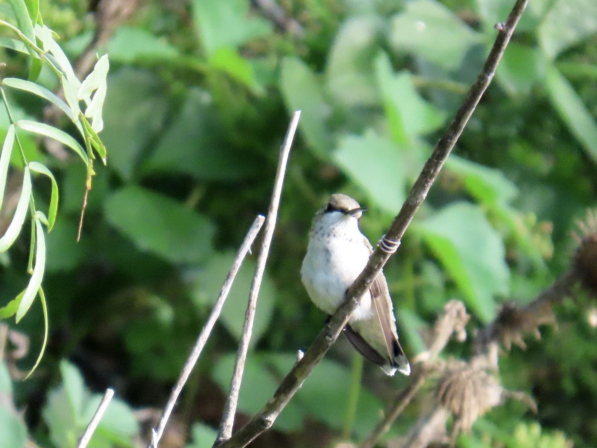 Ruby-throated Hummingbird - ML639442489
