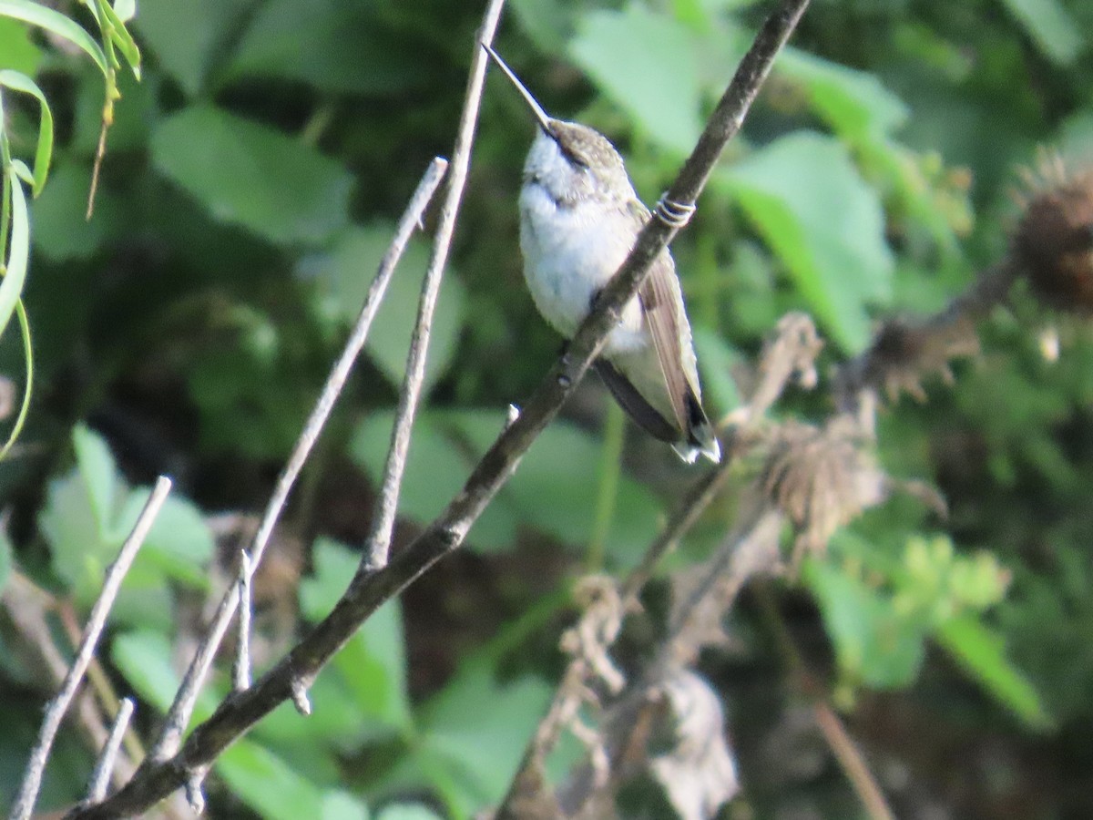 Ruby-throated Hummingbird - ML639442497